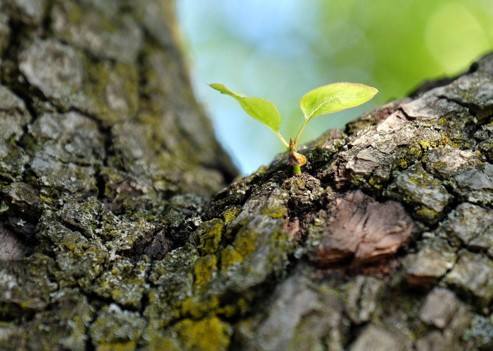 a plant